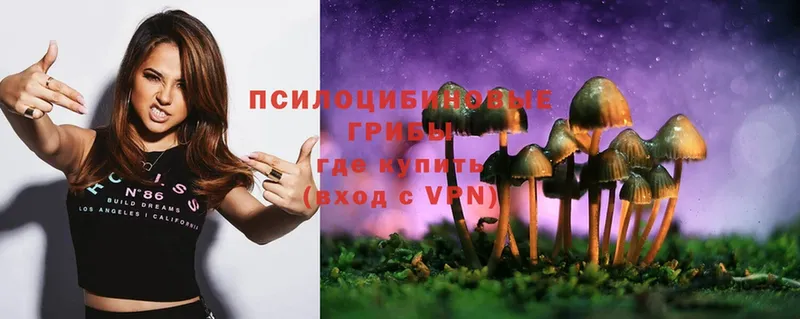 Псилоцибиновые грибы Psilocybe  Струнино 